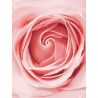 Parfum English Rose