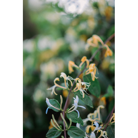 Parfum Honeysuckle Jasmine (Caprifoi)