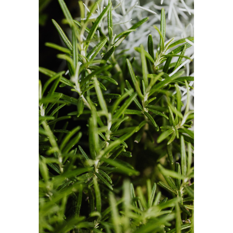 Parfum Rosemary