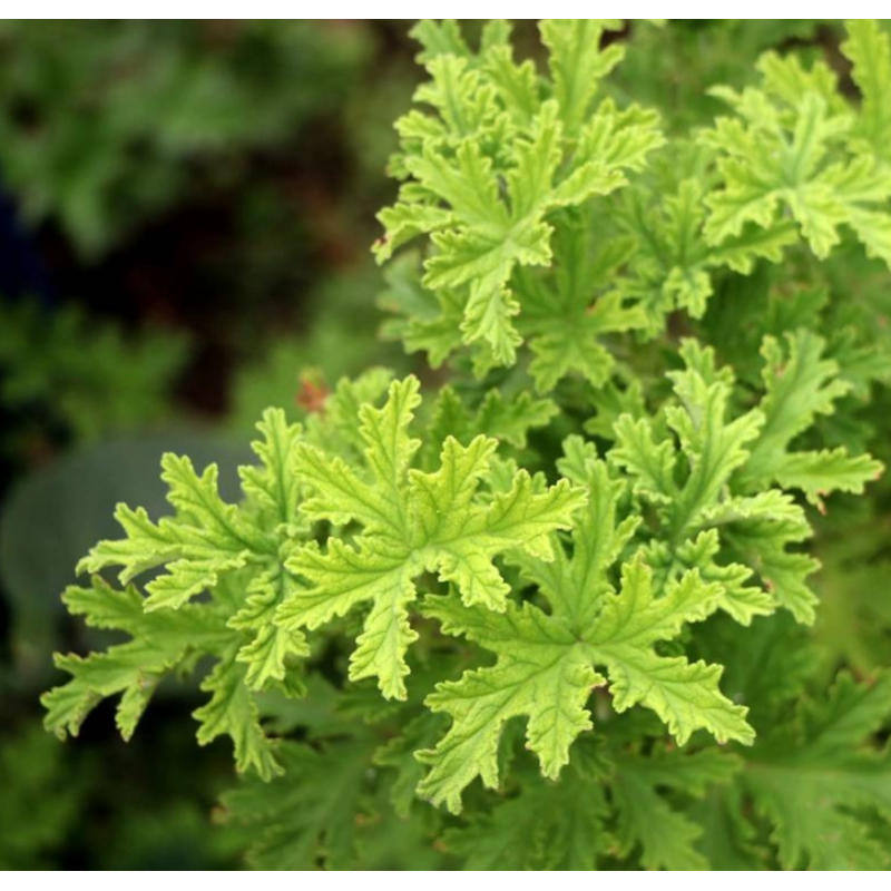 Parfum Citronella