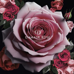 Parfum Damask Rose