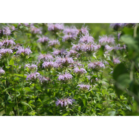 Parfum Bergamot Verbena