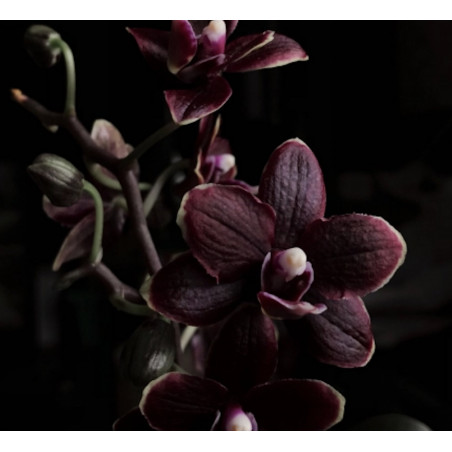 parfum black pearl orchid