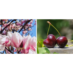 Parfum Magnolia Cherry